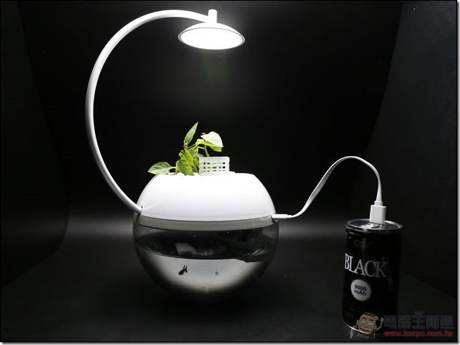 香草與魚-17 香草與魚-17